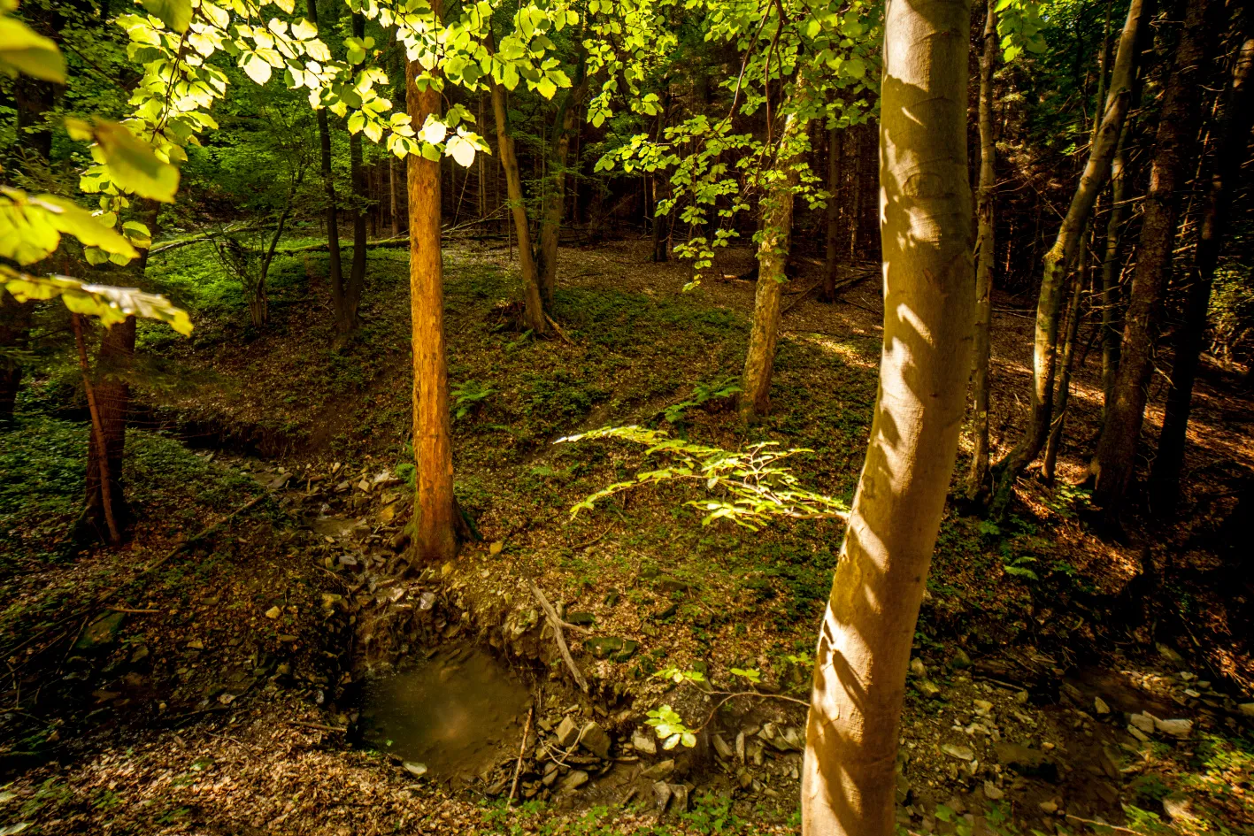 Z Brumova-Bylnice na Holý vrch