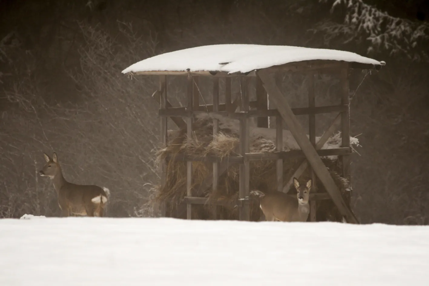 Študlovskými pasekami na vrchol Končitá