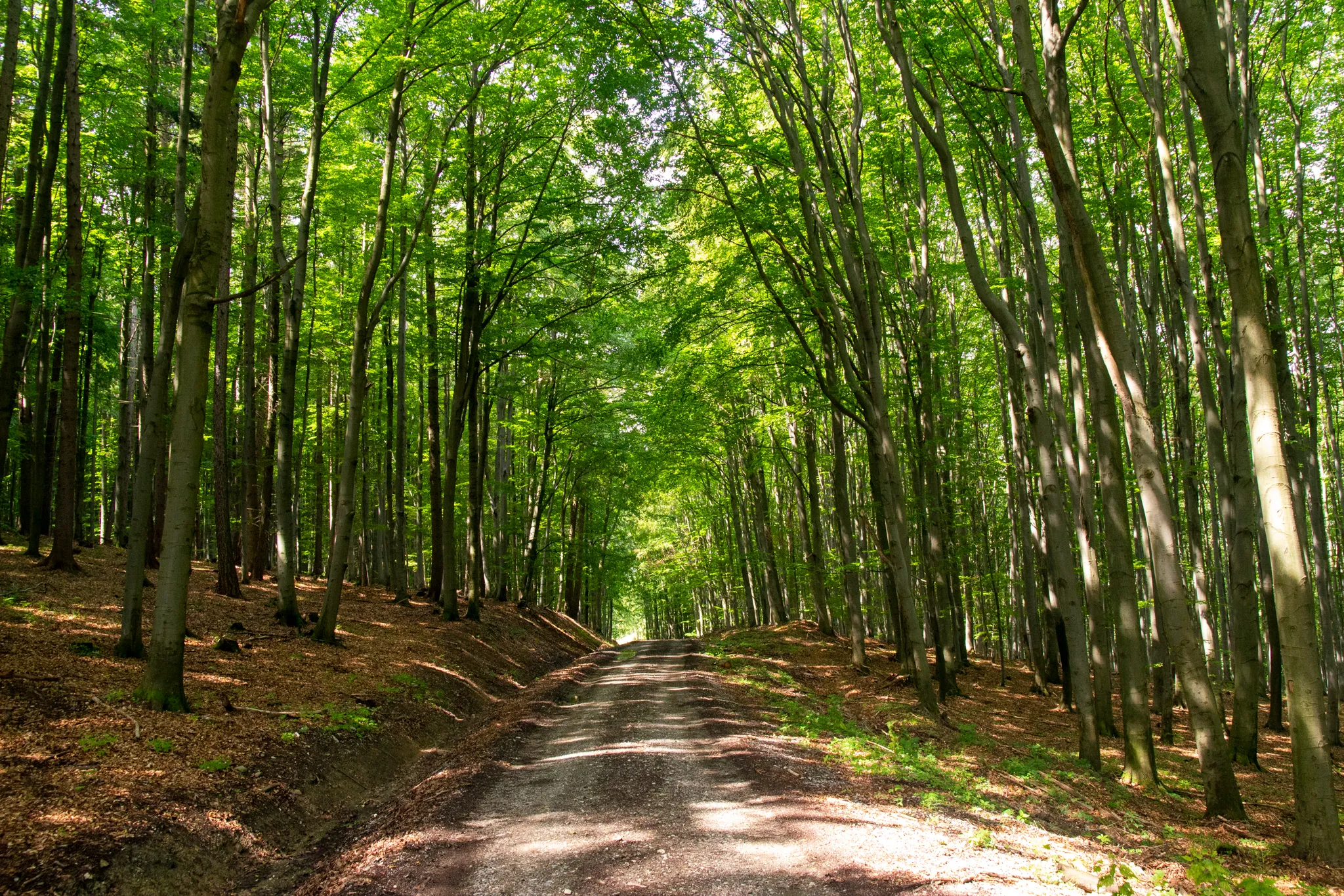 Na kole motýlími lukami